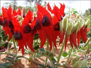 0705109080-sturts-desert-pea